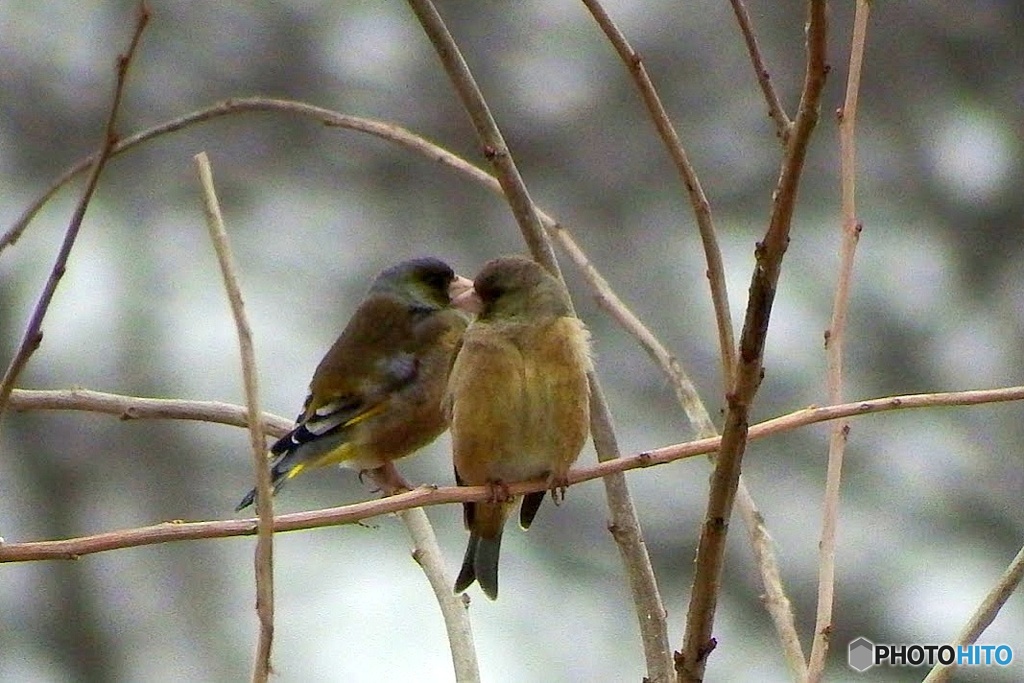 KAWARAHIWA