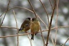 KAWARAHIWA
