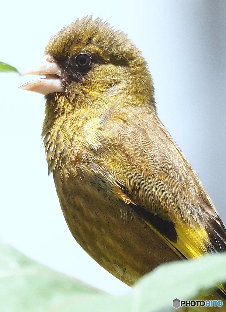 カワラヒワ①