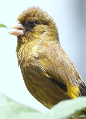 カワラヒワ①
