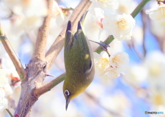 梅ジロー①