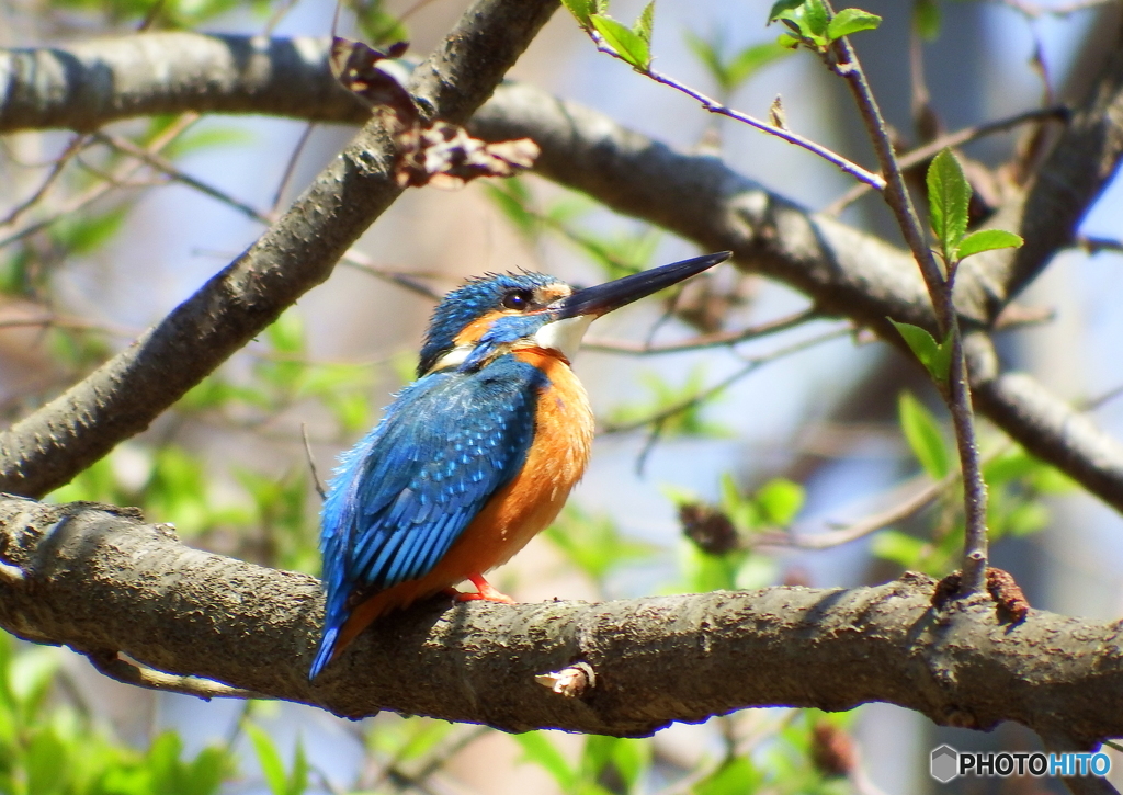 カワセミと新芽