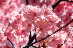 陽　光　桜