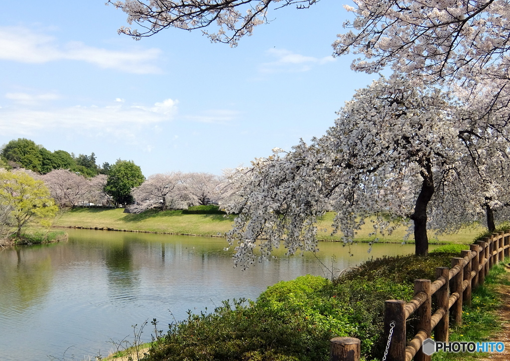 桜
