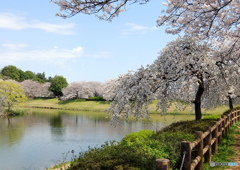 桜