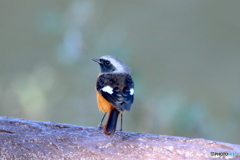 Jyobi05