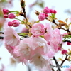 選手交代！　”八重桜　一葉！”　