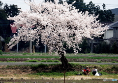 花見②