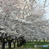 公園