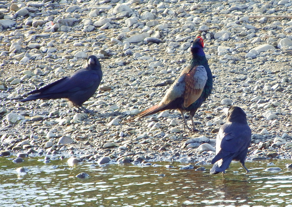 カラスと対面