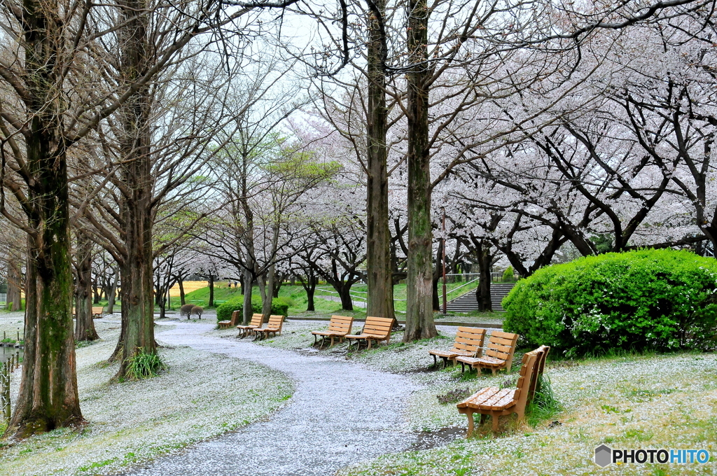 桜絨毯02