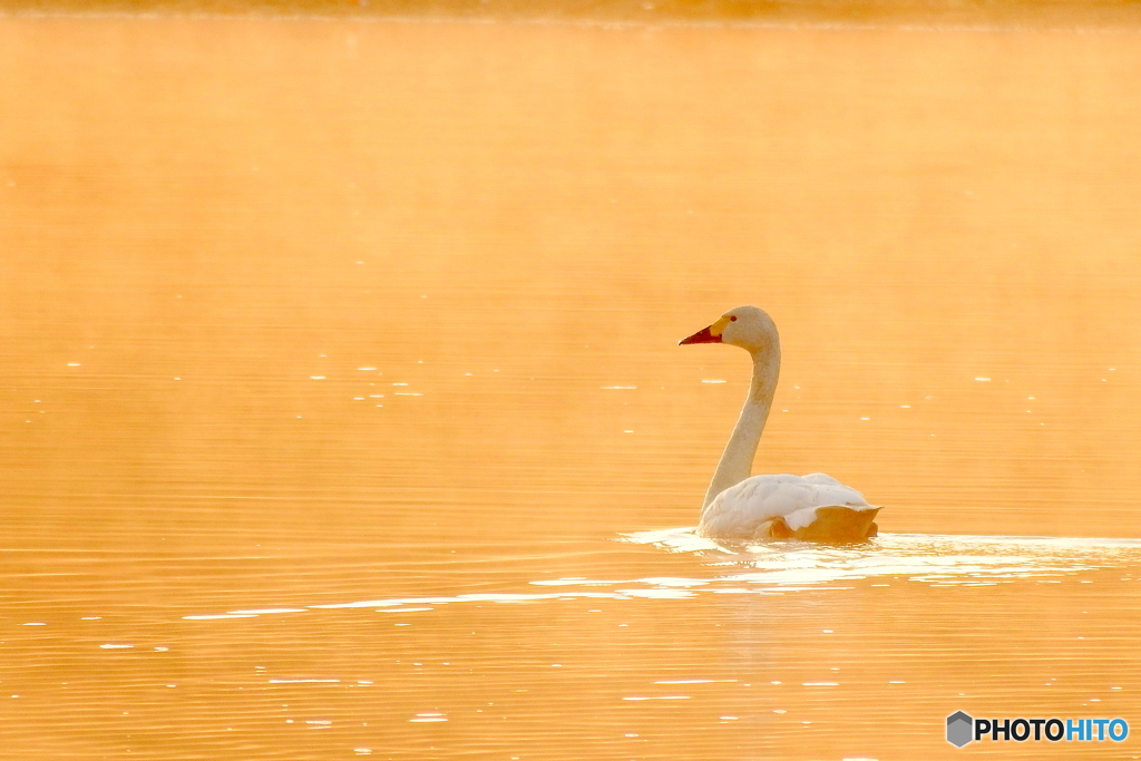 コハクチョウ③