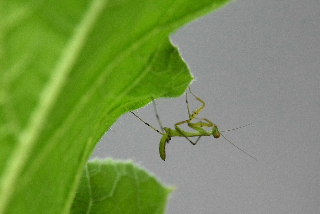 ミニ　カマキリ