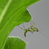 ミニ　カマキリ