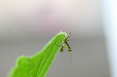 ミニ　カマキリ　　5mm位　　カボチャの葉