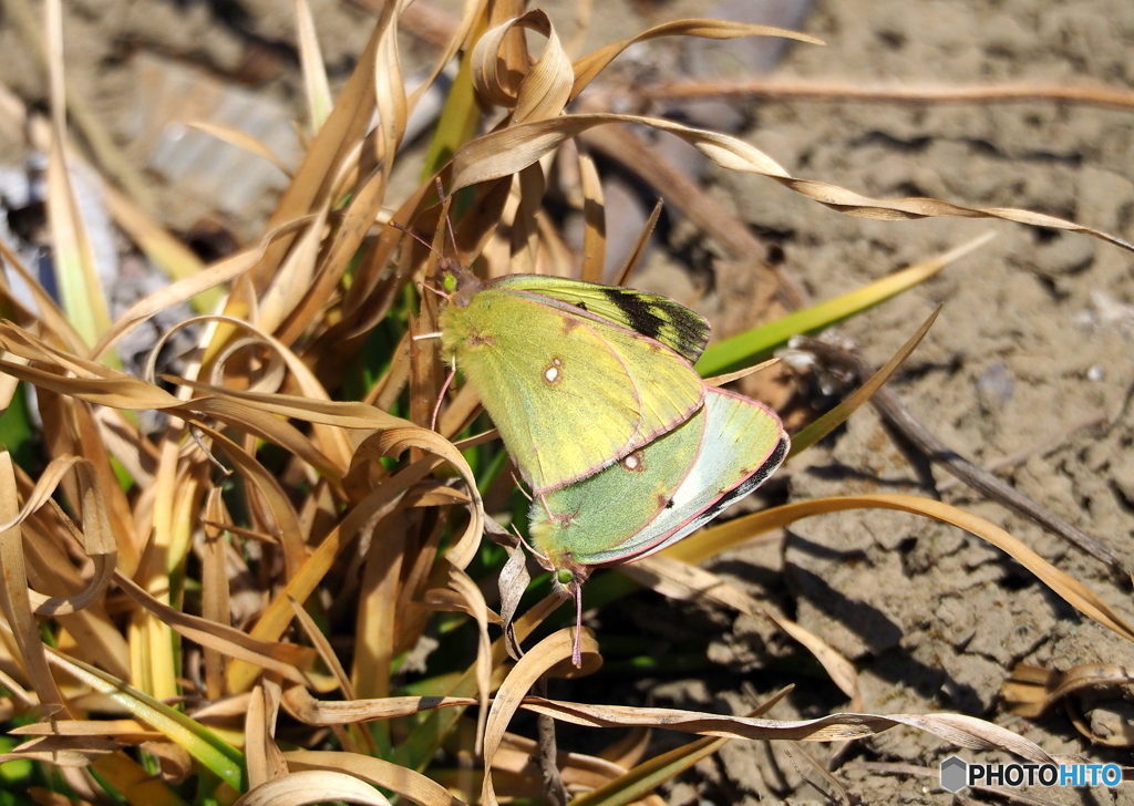 モンキチョウ 繫殖season
