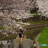 SAKURA 1