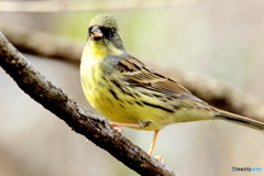 Aoji