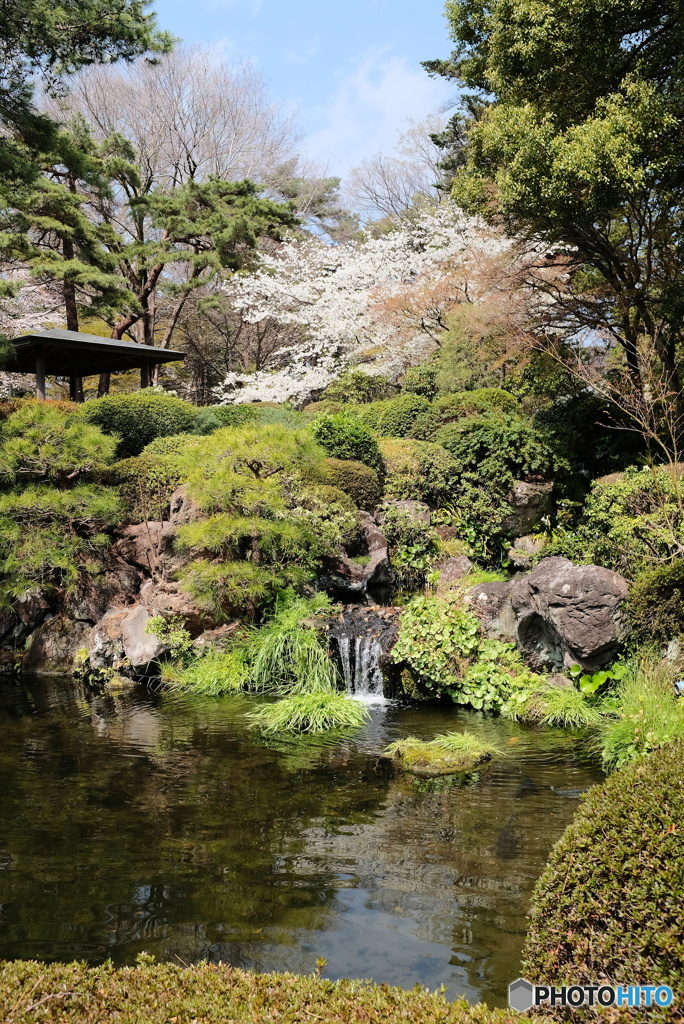 花見２