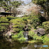 花見２