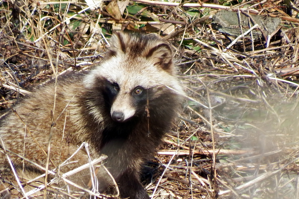 Tanuki02