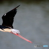 セイタカシギ　飛翔