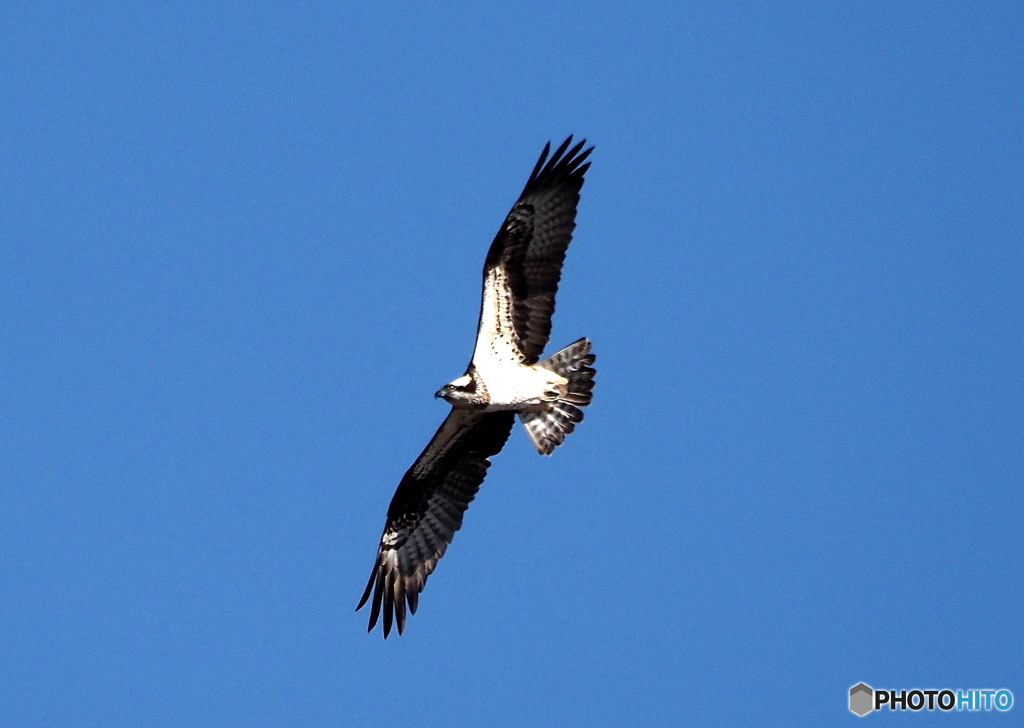 久しぶりのミサゴ