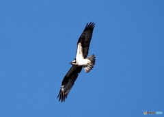 久しぶりのミサゴ