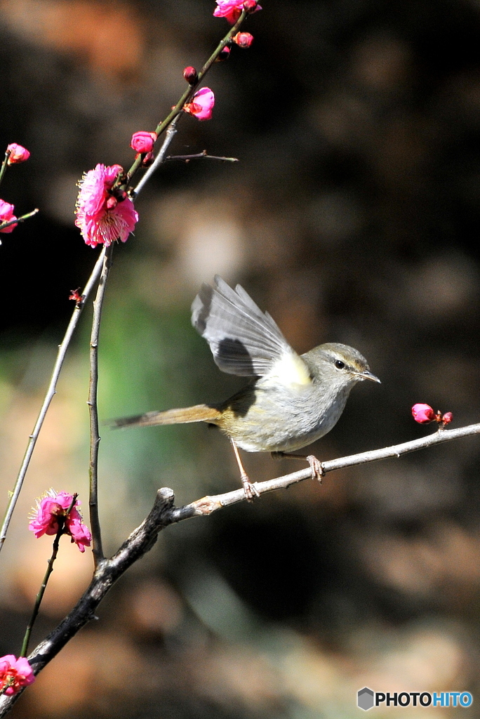 春告鳥①