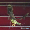 チョウゲンボウ③