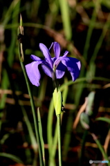 この時期に・・・カキツバタ。。。