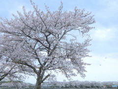 満開