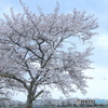 満開