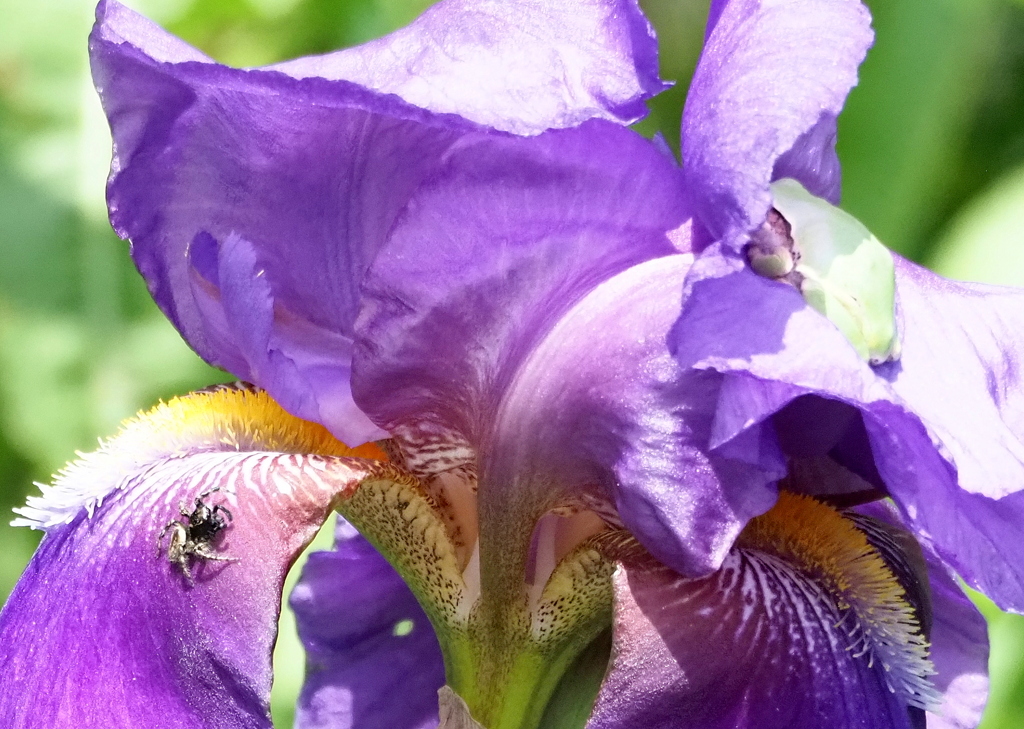 菖蒲にネコハエトリグモ