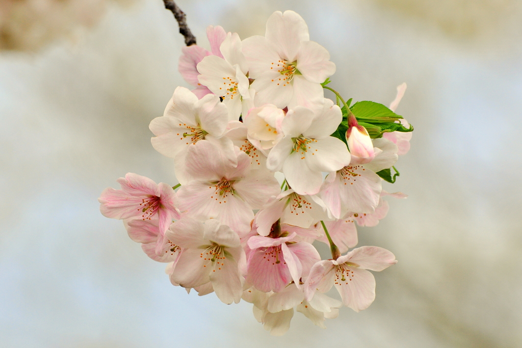 DSC_0475SAKURA