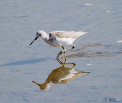 アオアシシギ②