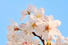 DSC_0486SAKURA