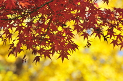 昭和記念公園　　紅葉
