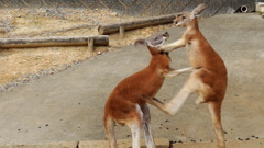 ジャンピング・キック！！