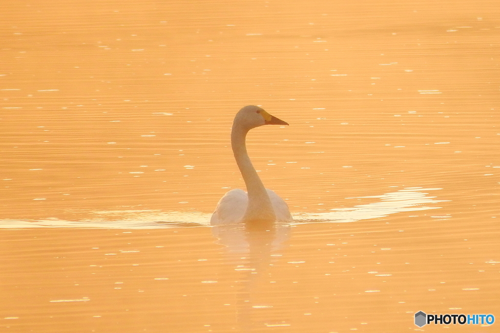 コハクチョウ①