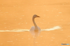 コハクチョウ①