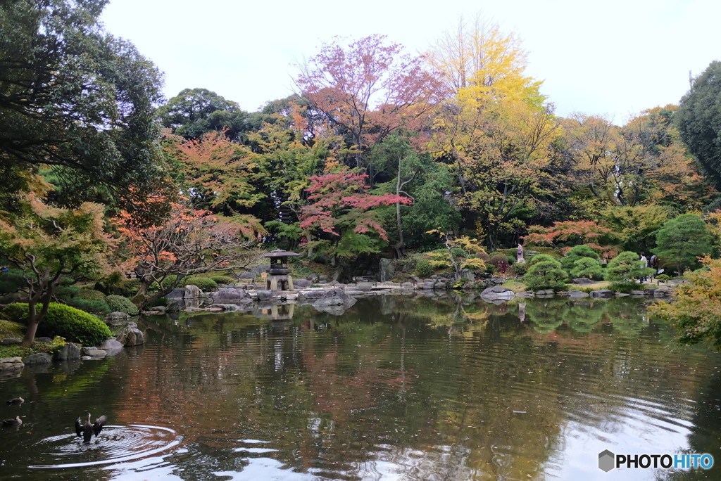 日本庭園　古川邸