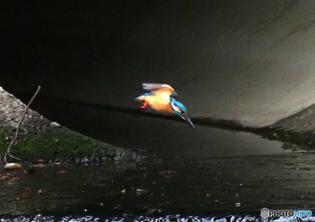 カワセミ②