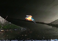 カワセミ②