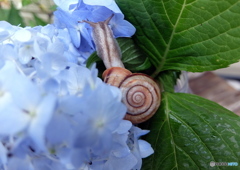 紫陽花とカタツムリ