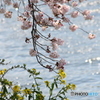 Sakura05