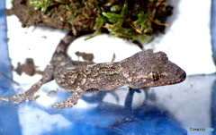 ニホンヤモリ　②