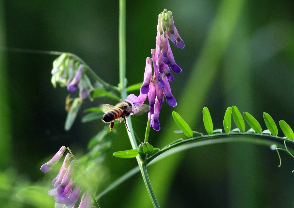 Bee