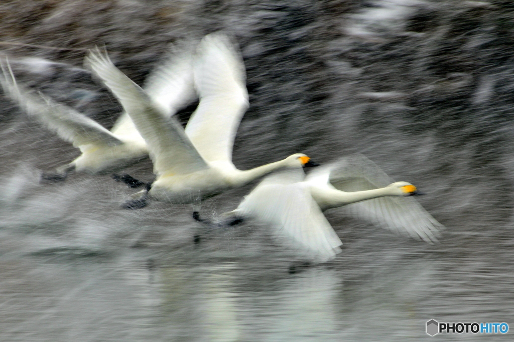 SnowSwan02