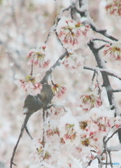 雪ヒヨドリ
